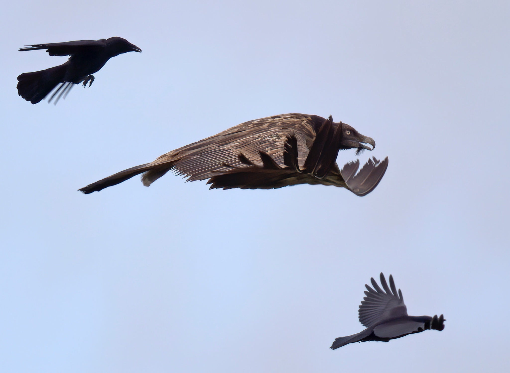 Rare bearded vulture leaves UK for France after summer soaring